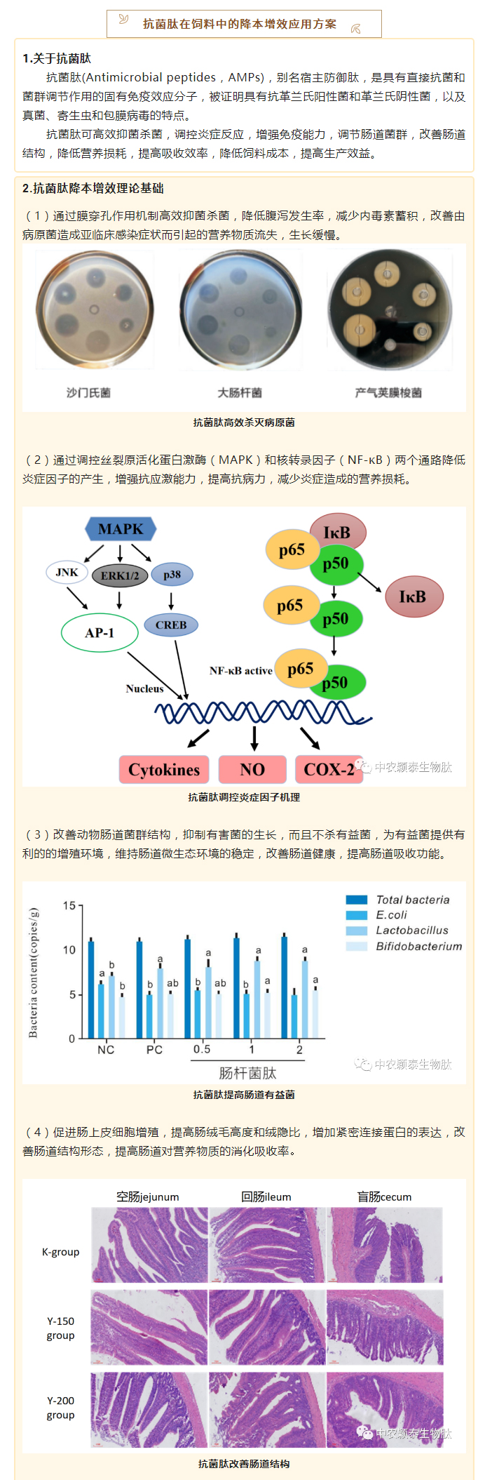 降本增效，穎“肽”有道——抗菌肽降低飼料營養(yǎng)水平應(yīng)用方案_02